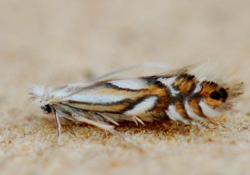Phyllonorycter rajella